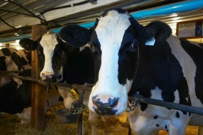 Where Does a Cow Live?