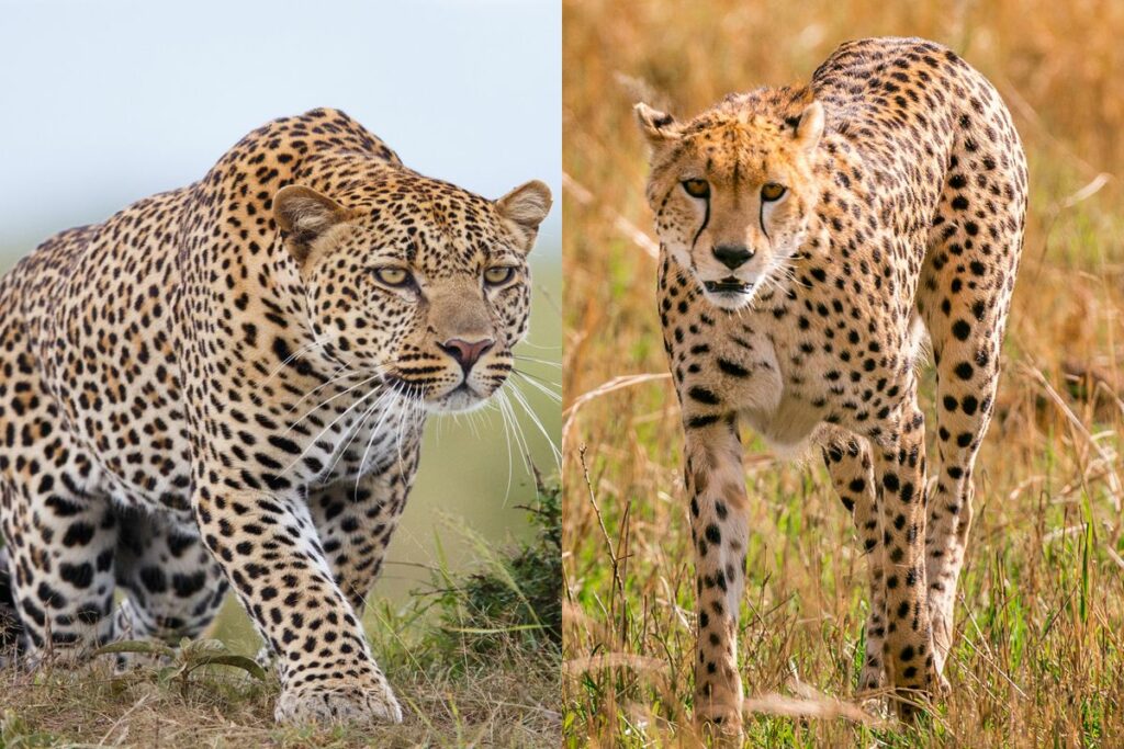 Cheetah vs Leopard