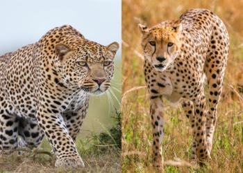 Cheetah vs Leopard