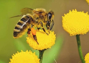 Importance of Bees and Other Pollinators