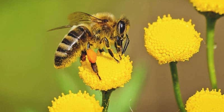 Importance of Bees and Other Pollinators