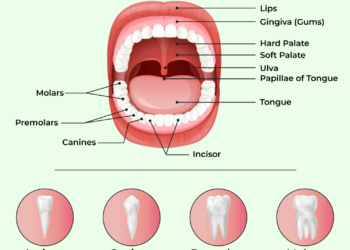 Dental Formula of Man