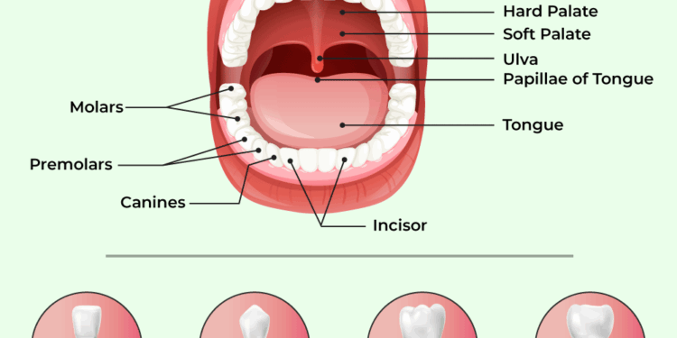 Dental Formula of Man