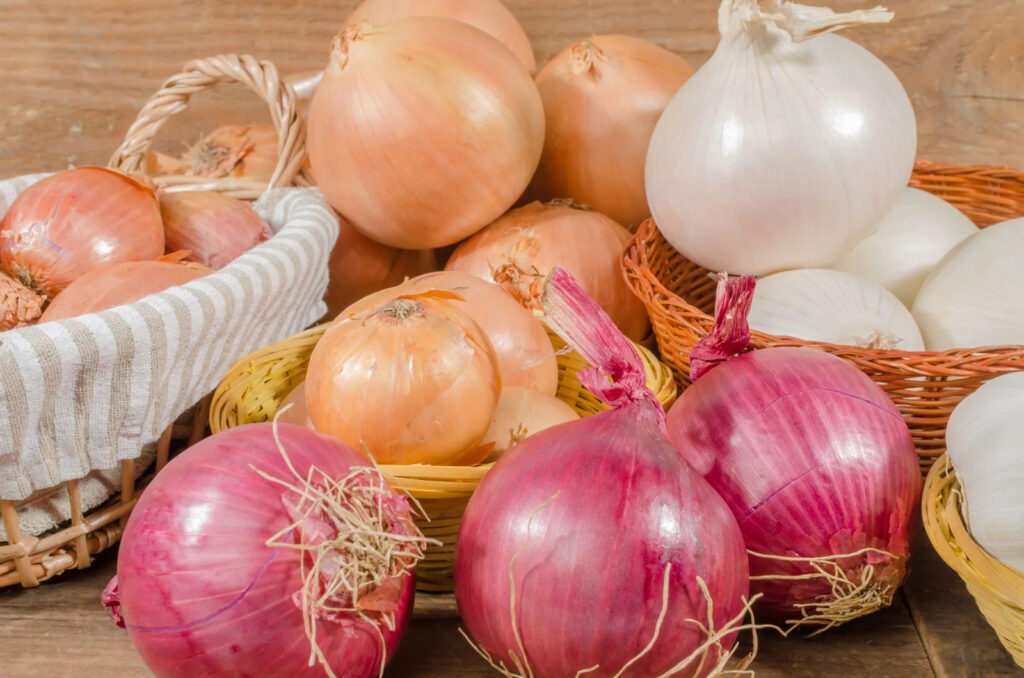 What is the Botanical Name of Onion?