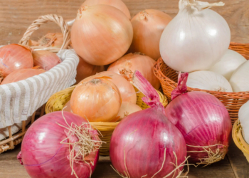 What is the Botanical Name of Onion?
