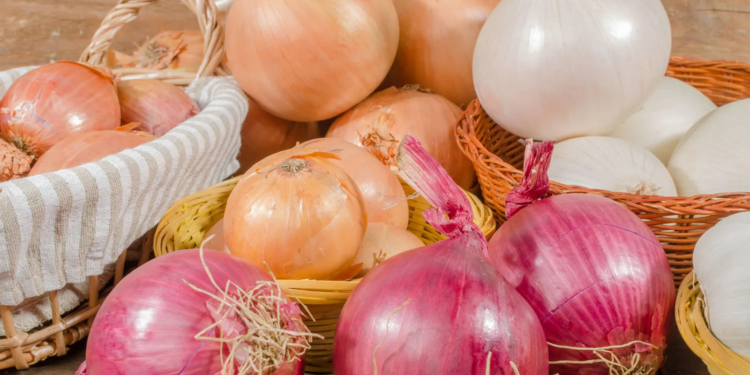 What is the Botanical Name of Onion?
