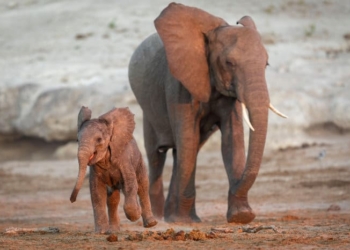 What Is a Baby Elephant Called?
