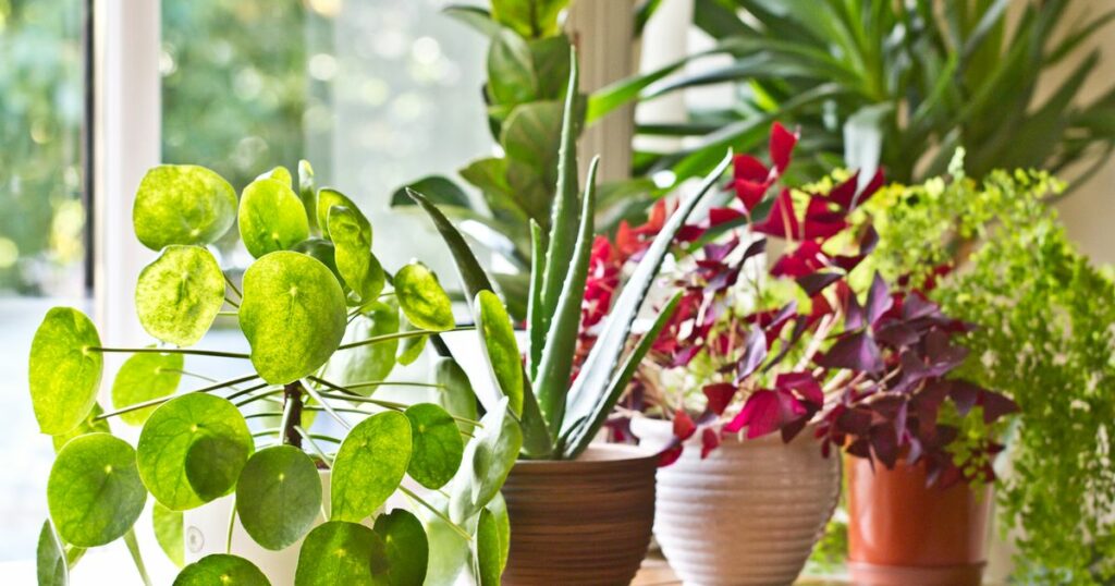 How Plants Help Boost your Mood