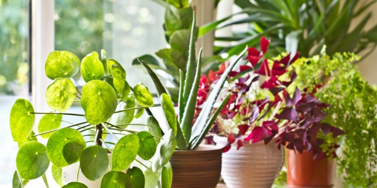How Plants Help Boost your Mood