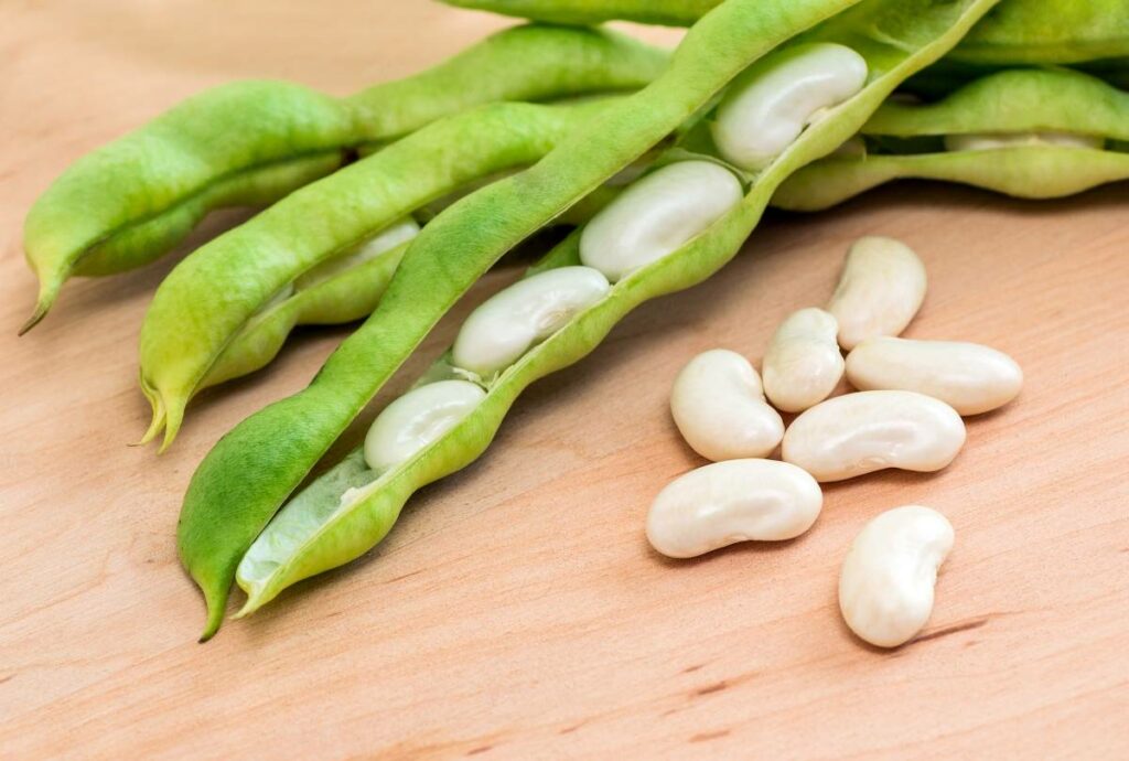 What is the Botanical Name of Beans