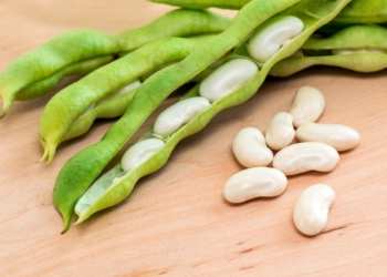 What is the Botanical Name of Beans