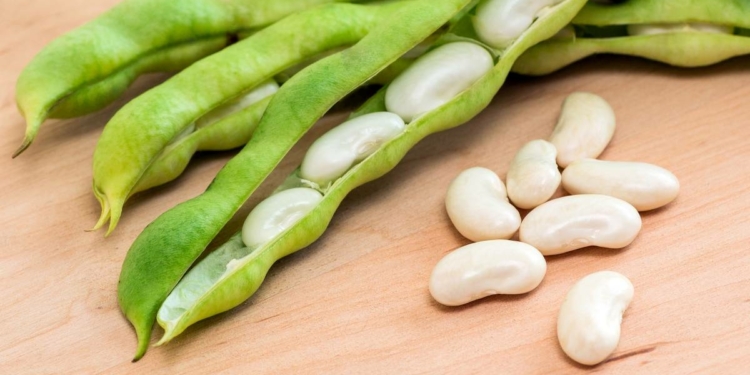 What is the Botanical Name of Beans