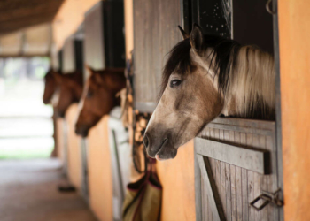 Where Do Horses Live?