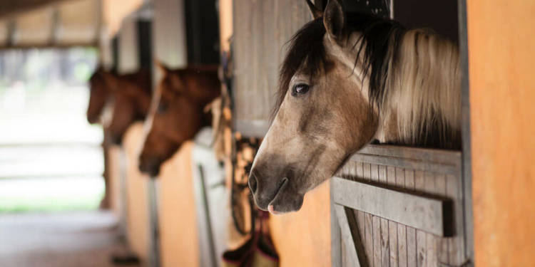 Where Do Horses Live?