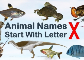 Animals that Start with X