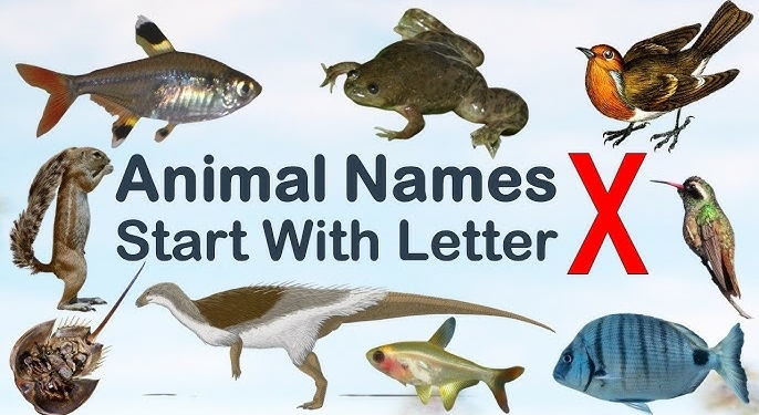 Animals that Start with X