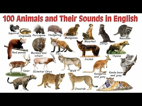 List of Animal Sounds in English