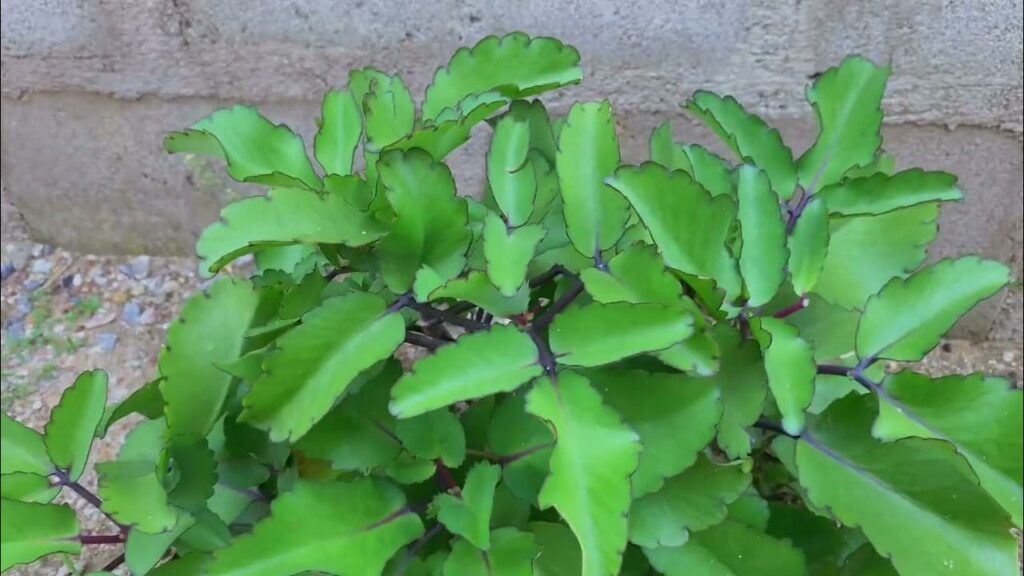 Side Effects of Miracle Leaf