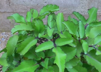 Side Effects of Miracle Leaf