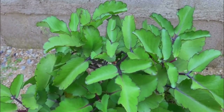 Side Effects of Miracle Leaf