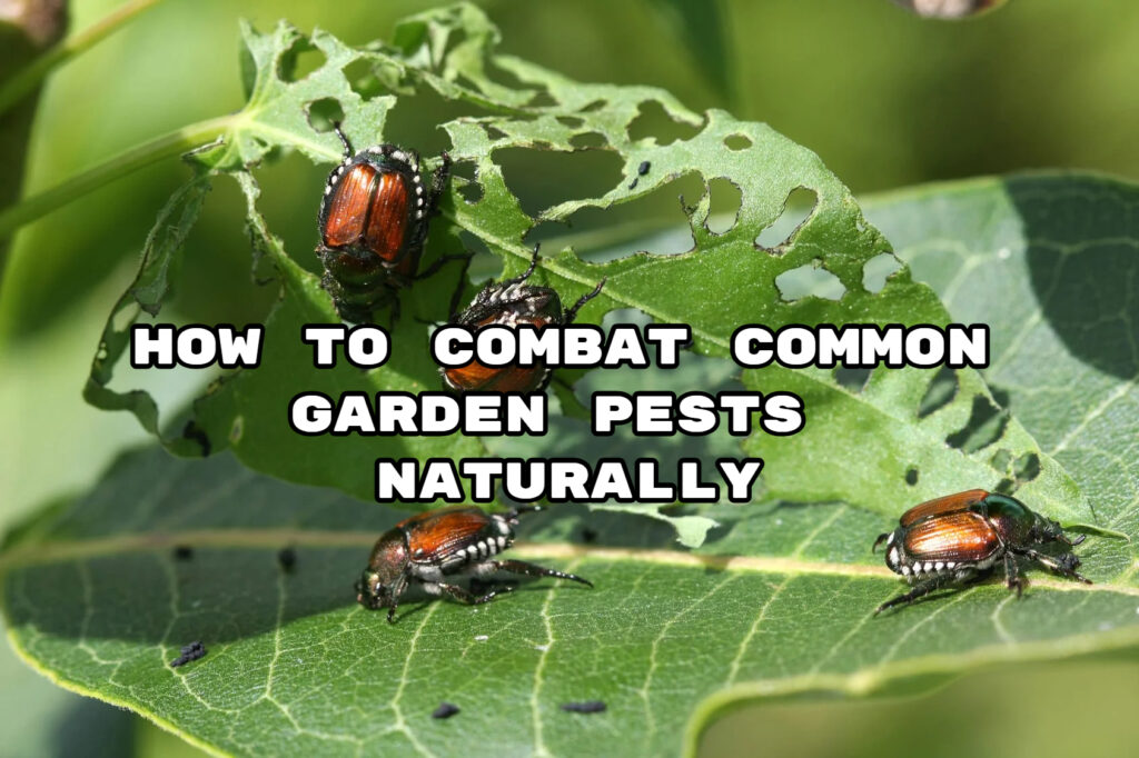 How to Combat Common Garden Pests Naturally