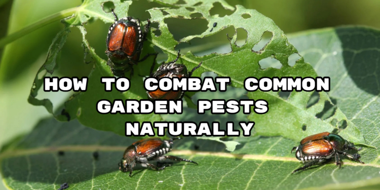 How to Combat Common Garden Pests Naturally