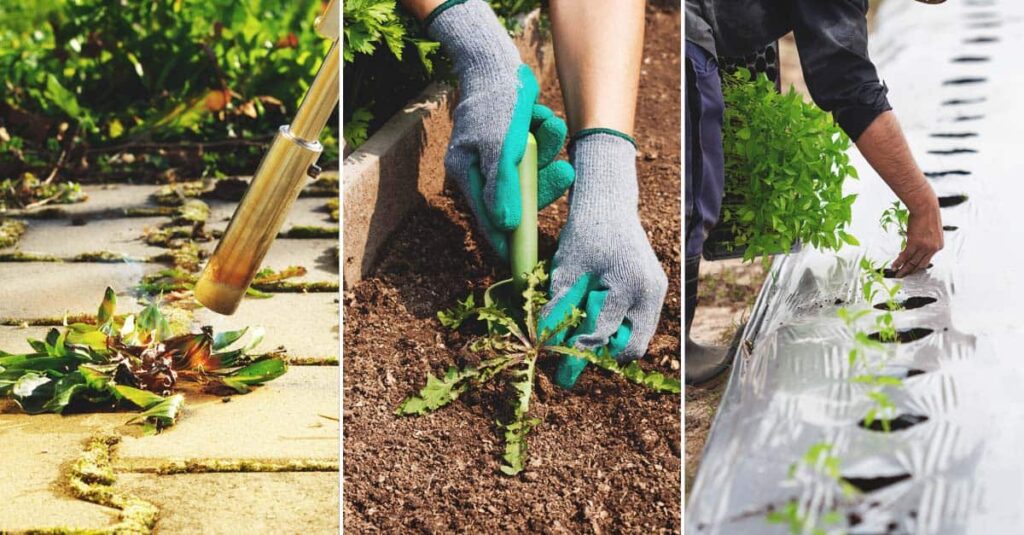 Natural Weed Control: Safe Methods for Your Garden