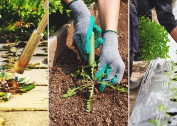 Natural Weed Control: Safe Methods for Your Garden