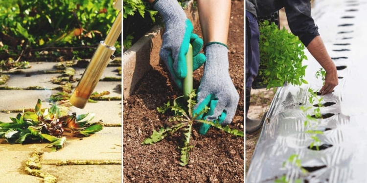 Natural Weed Control: Safe Methods for Your Garden