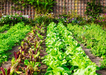 How to Harvest Your Garden's Produce