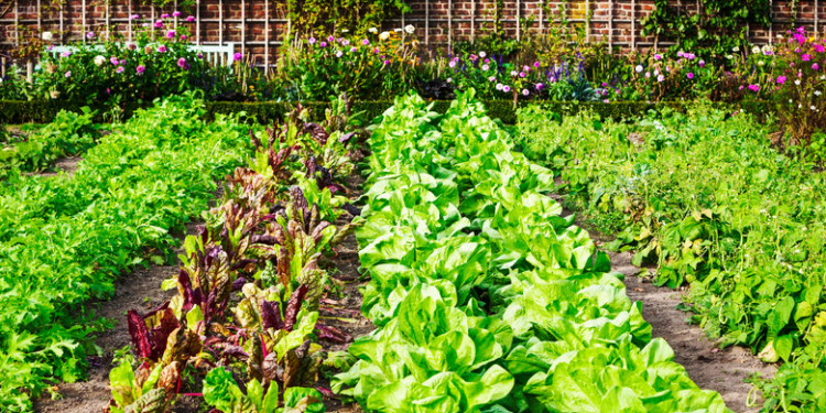 How to Harvest Your Garden's Produce