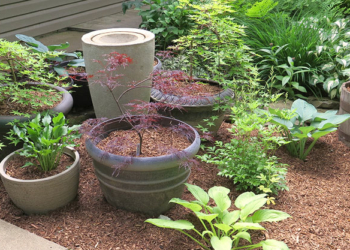 Indoor Container Gardening