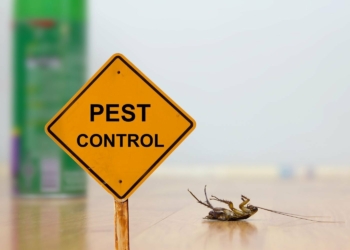 How to chase insect pests away without using insecticides