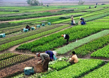 How to Be Successful in the Farming Industry