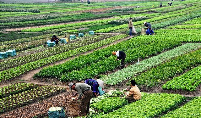 How to Be Successful in the Farming Industry