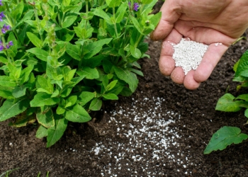 choosing the right fertilizer