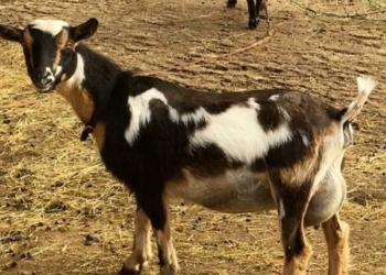 How to raise dairy goats