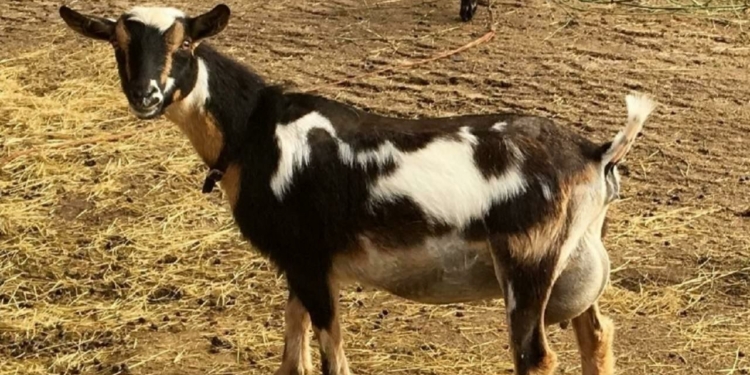 How to raise dairy goats