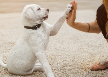 How to House Train Your New Pet