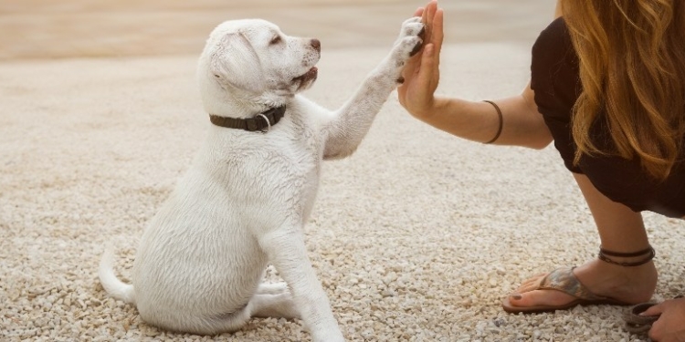 How to House Train Your New Pet