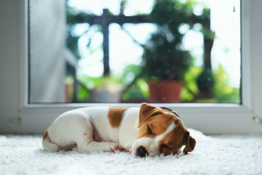 What to Expect in the First Week with a New Pet