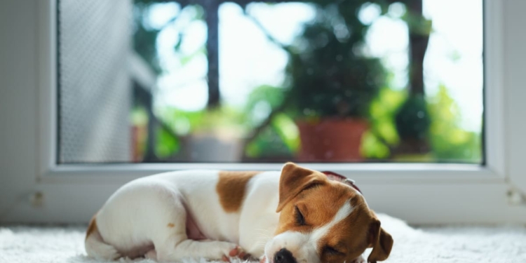 What to Expect in the First Week with a New Pet