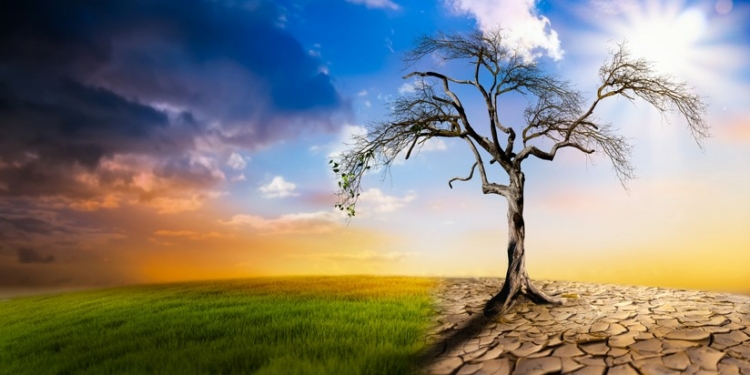 How Climate Change Is Affecting Global Food Production