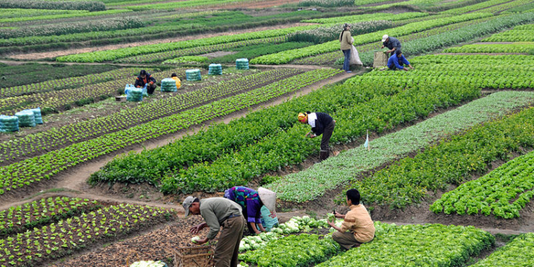 Sustainable Agriculture