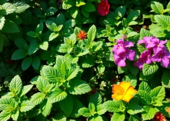 which plants to grow together