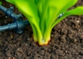 Drip irrigation system watering plants in a field.