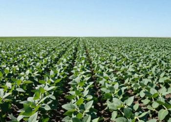 Soybean field with healthy green plants under a blue sky.