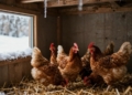 Cozy chicken coop interior with straw bedding and chickens.