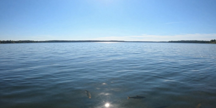 Fish swimming in a lake under a clear sky.