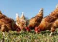 Healthy chickens in a sunny farmyard